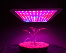 Lighting Applications - Horticulture